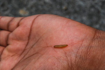tiny bug