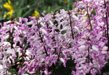 Purple clusters of Spurflower 'Velvet Lady' with scientific name Plectranthus