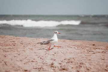 Seagull boldly walks along the beach