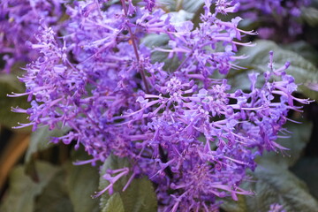 Light blue clusters of Spurflower 'Velvet Idol' with scientific name Plectranthus