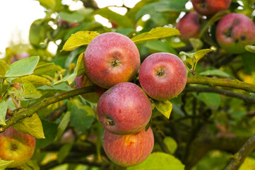 Orchard. Organic apples. Fruit without chemical spraying.