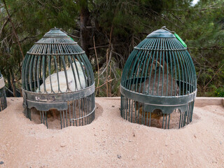 Small quails eggs farm in urban backyard . Birds in cages