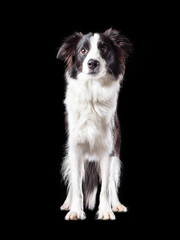 Isolated portrait of border collie breed dog of black and white color  on black background