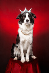 Cute border collie dog of white and black color wearing royal crown and necklace sitting at red...