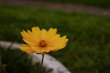 yellow flower