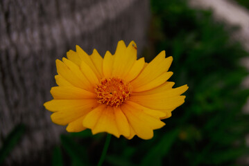 yellow flower