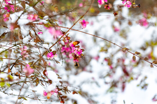 Beautiful branches of a Symphoricarpos, commonly known as the snowberry with bright pink berries covered with snow in winter frosty garden. Selective focus. Blurred winter background