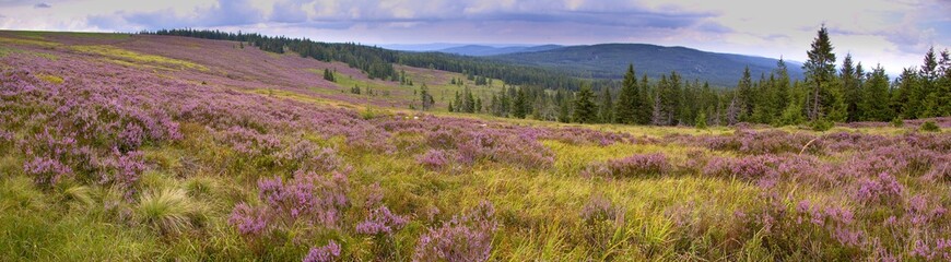 Panorama view to abandoned millitary area Brdy in Czech Republic with flowering heather
