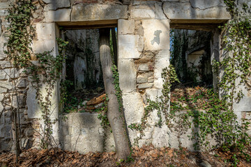 un arbre pousse à travers la fenêtre d'une maison en ruine 