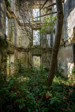 l'intérieur d'un bâtiment en ruine envahi par la végétation avec un tronc en premier plan