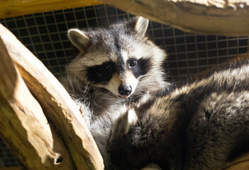 The raccoon sits at the top and sticks out its tongue