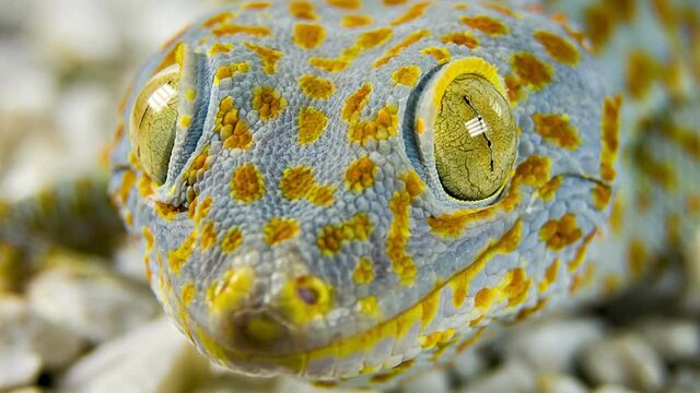 Macro shot of a gecko's head. Eyes of the lizard and its skin close-up. 