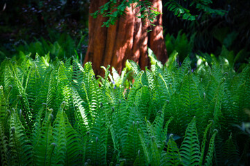 fern and red tree bark