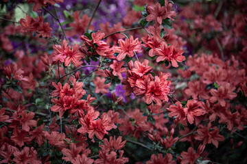 full of flowers