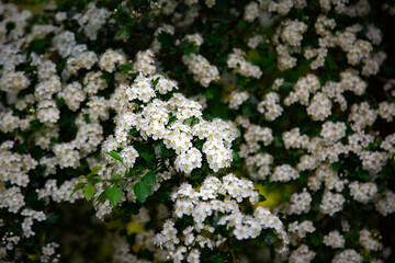 white summer flowers