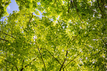 Fototapeta na wymiar green leaves against light