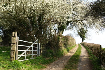 country road through rural england