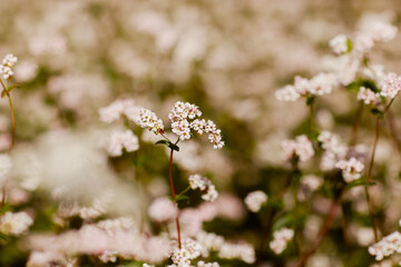 outdoor field flora meadow natural golden botany flora agriculture