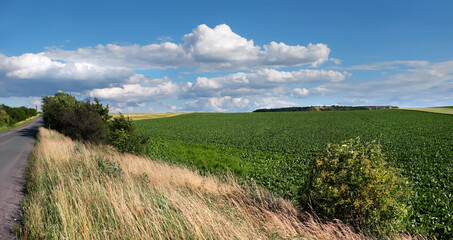Fototapeta na wymiar Agricultural fields on hills by the road in Bohemia, Czesh Republic. Panoramic image taken by the road on a bright day with blue sky and clouds. Wild cereal plants on roadside, side of the road.