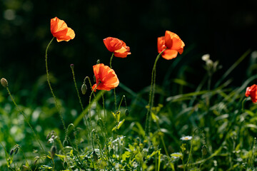 red poppies in the field of agricultural plant