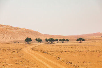 Fototapeta na wymiar A group of trees in the desert of Oman.