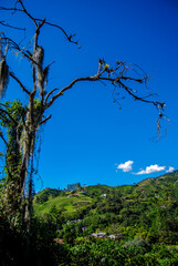tree and sky