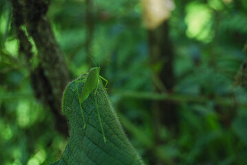 green fern in the forest