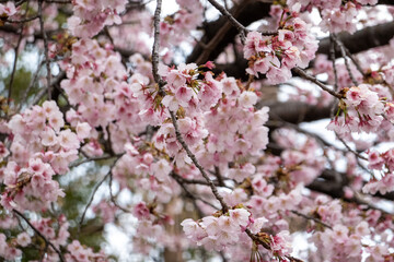 Obraz premium 上野公園の桜