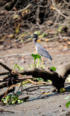 Nyctanassa Violacea species also known as crab heron, a tropical bird in his natural habitat, Osa, Costa Rica.