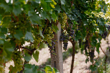 Fototapeta na wymiar natural view of vineyard with grapes in nature
