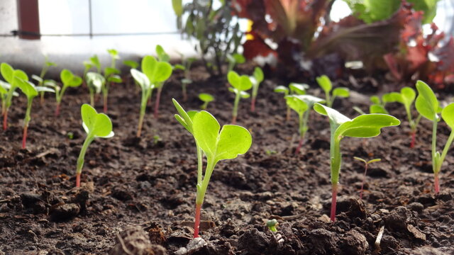 Rabanitos Brotes