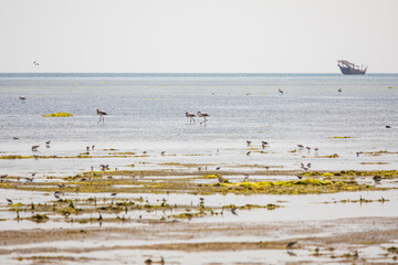 Flamingos and sea birds in a coastal marsh in Oman.