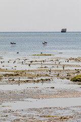 Flamingos and sea birds in a coastal marsh in Oman.