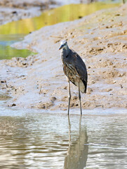 Nyctanassa Violacea species also known as crab heron, a tropical bird in his natural habitat, Osa, Costa Rica.