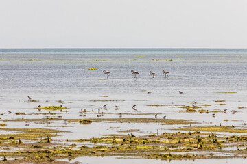 Flamingos and sea birds in a coastal marsh in Oman.