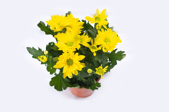 Beautiful bouquet of yellow chrysanthemum on white wooden background.
