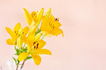 Fototapeta na wymiar Big yellow flowers lilies on light background.