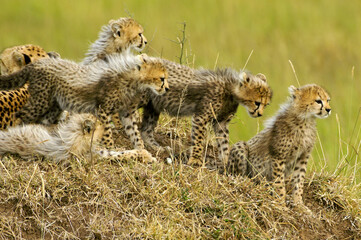 Young cheetah cubs on top of termite mound with their mother, Masai Mara Game Reserve, Kenya © Michele Burgess