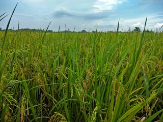Fototapeta premium green wheat field and sky.rice field