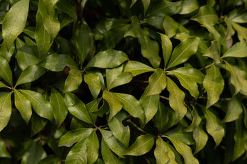 【テクスチャ】葉っぱの背景【植物】