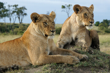 Fototapeta na wymiar Female lions resting on top of termite mound, Masai Mara Game Reserve, Kenya
