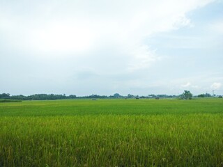 landscape green grass farm with blue sky in countryside at summer