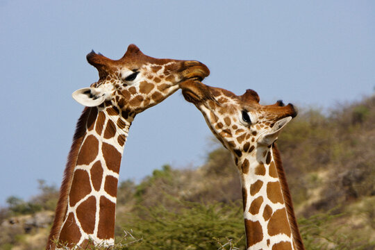 Reticulated giraffes touching noses, Samburu Game Reserve, Kenya