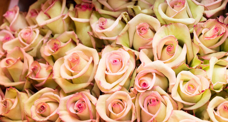 Pink roses background, romantic bouquet