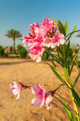 Flowering plants in a garden.