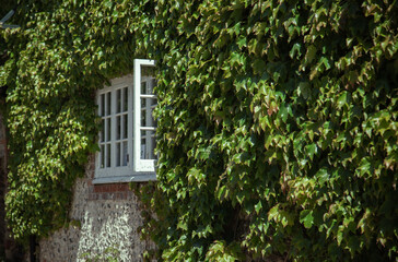 Fototapeta na wymiar ivy on wall with window