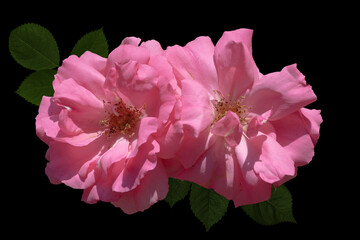 Rose flowers closeup. Shallow depth of field. Spring flower of pink roses isolated on black background