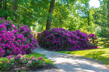 Bushes with pink rhododendron flowers in the park