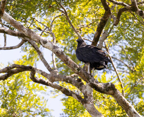 Black vulture, Coragyps atratus rest on a tree in its natural habitat, Osa Peninsula, Costa Rica