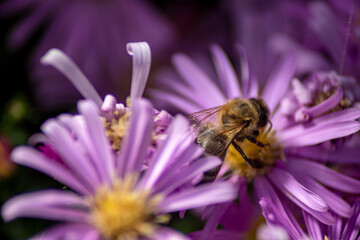 honey bee in purple spring flowers